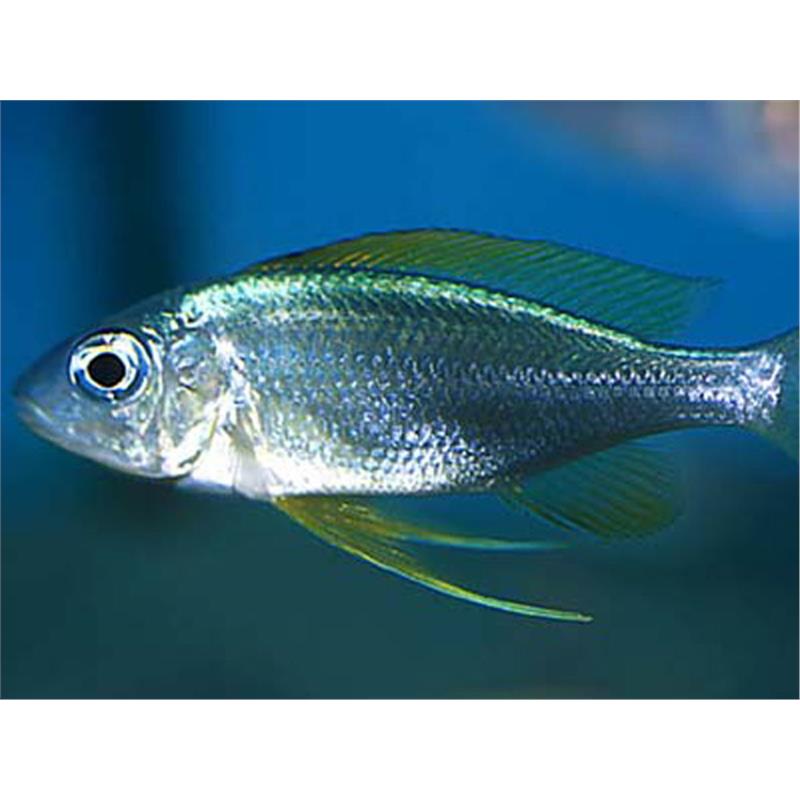 Ophthalmotilapia nasutus - imagine 4
